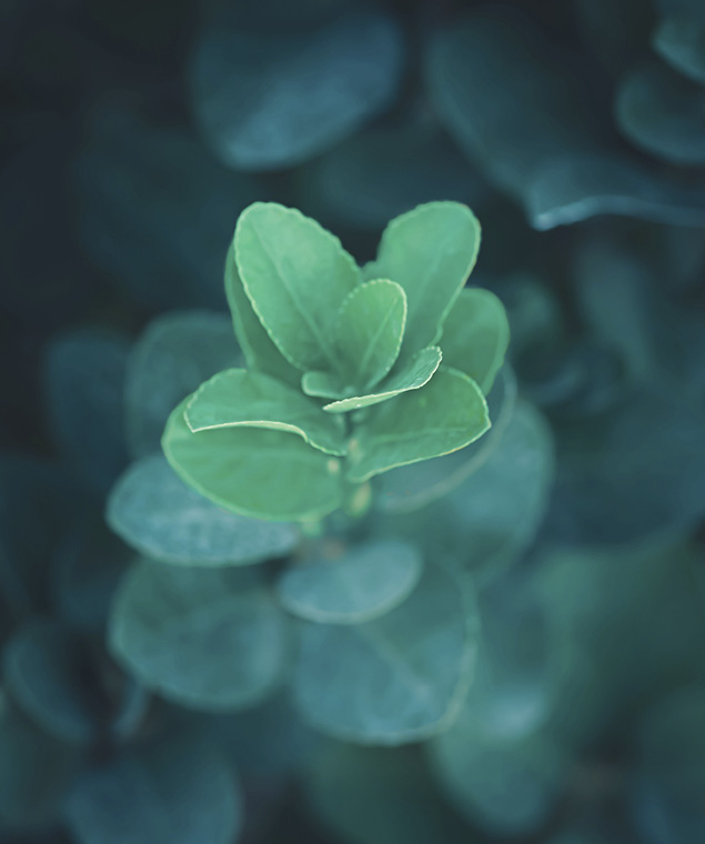 Escuta a tua natureza interior